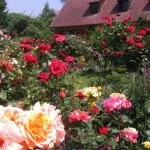Trandafiri din țară (38 poze) deosebit de rezistente, plante perene, cum să realizați fotografii și videoclipuri
