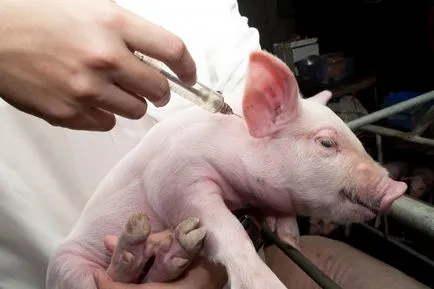 erizipel porcine