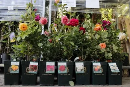 Trandafiri din țară (38 poze) deosebit de rezistente, plante perene, cum să realizați fotografii și videoclipuri