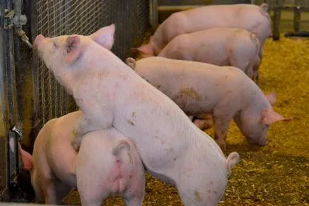Erizipel in simptome porci si tratament la domiciliu (tratament) Erizipel în porci, simptome și tratament la domiciliu