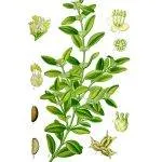 Cimișir de reproducere, de îngrijire, de plantare, boala, cimișir tăiat (100 poze) - AstroDestin