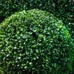 Cimișir de reproducere, de îngrijire, de plantare, boala, cimișir tăiat (100 poze) - AstroDestin