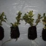 Cimișir de reproducere, de îngrijire, de plantare, boala, cimișir tăiat (100 poze) - AstroDestin