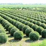 Cimișir de reproducere, de îngrijire, de plantare, boala, cimișir tăiat (100 poze) - AstroDestin