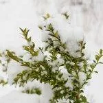 Cimișir de reproducere, de îngrijire, de plantare, boala, cimișir tăiat (100 poze) - AstroDestin