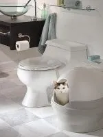 Cea mai mică pisica