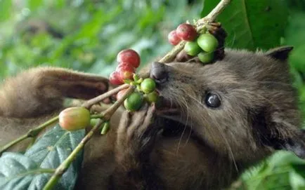 Cea mai scumpa cafea din lume! Cafeaua din excremente de animale