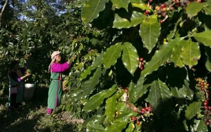 Cafeaua cea mai scumpă din lume - este de cafea de la kakashek blog-ul lui Harry chimist pini (cafea) Cafeaua cea mai scumpă din lume - este de cafea de la kakashek blog-ul lui Harry chimist pini