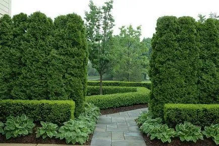 plantare cimișir, reproducere, secrete de îngrijire (lumina directă a soarelui) plantare cimișir, reproducere, secrete de îngrijire