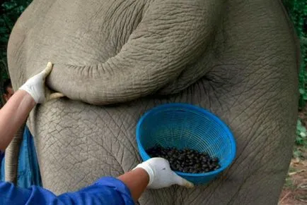 Cafeaua cea mai scumpă din lume - este de cafea de la kakashek blog-ul lui Harry chimist pini (The) Cafeaua cea mai scumpă din lume - este de cafea de la kakashek blog-ul lui Harry chimist pini
