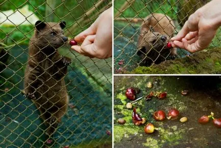 Cea mai scumpa cafea din lume! Cafeaua din excremente de animale