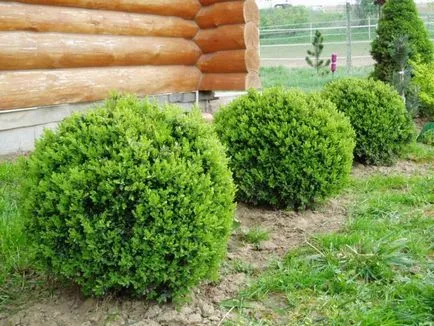 Cimișir de reproducere, de îngrijire, de plantare, boala, cimișir tăiat (100 poze) - AstroDestin