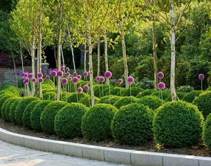 plantare cimișir, reproducere, secrete de îngrijire (soare direct) plantare cimișir, reproducere, secrete de îngrijire