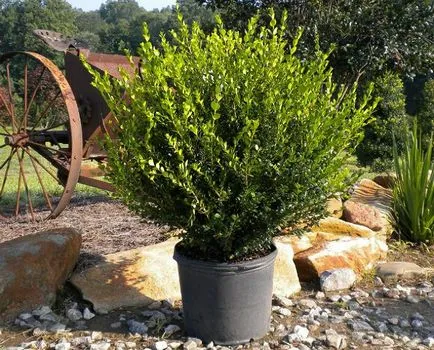 plantare cimișir, reproducere, secrete de îngrijire (soare direct) plantare cimișir, reproducere, secrete de îngrijire