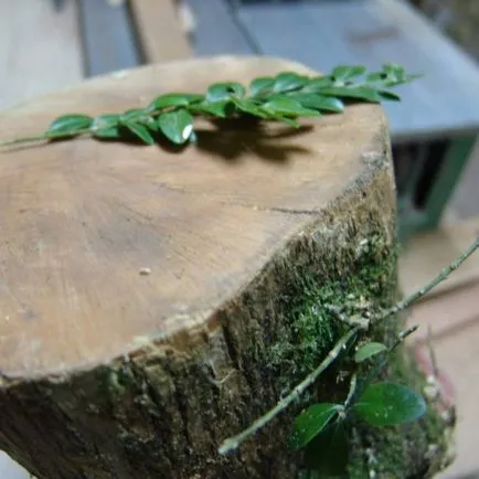 Cimișir de reproducere, de îngrijire, de plantare, boala, cimișir tăiat (100 poze) - AstroDestin