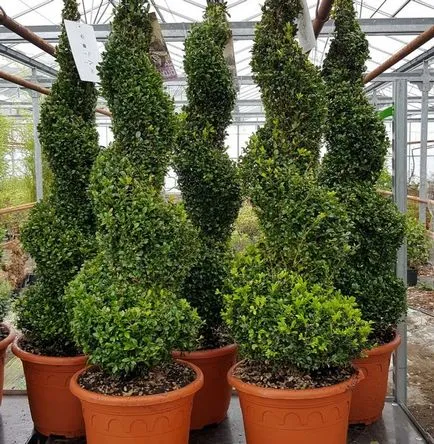 arbuști veșnic verzi de plantare în țară, cultivarea și îngrijirea cimișir - cimișir