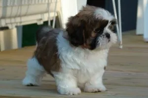 Shih Tzu - o fotografie, descriere a rasei, îngrijire, pui (preț și pepiniere), „da laba“