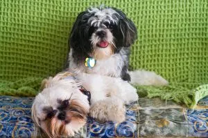 Shih Tzu - o fotografie, descriere a rasei, îngrijire, pui (preț și pepiniere), „da laba“