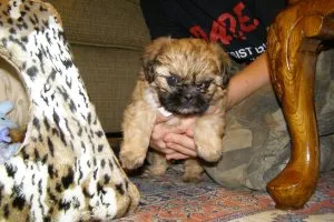 Shih Tzu - o fotografie, descriere a rasei, îngrijire, pui (preț și pepiniere), „da laba“