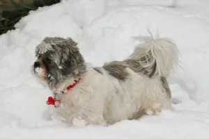 Shih Tzu - o fotografie, descriere a rasei, îngrijire, pui (preț și pepiniere), „da laba“