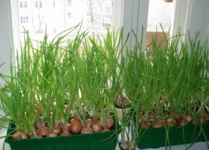 Secretele de cultivare de succes de ceapa pe un pervaz (cultivare) Secretele de cultivare de succes de ceapa pe un pervaz