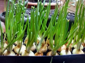 Secretele de cultivare de succes de ceapa pe un pervaz (pervaz) Secretele de cultivare de succes de ceapa pe un pervaz