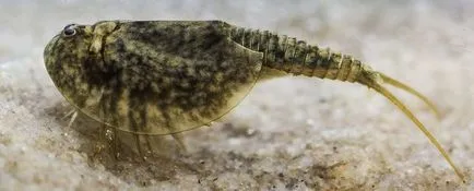 Bariera (triopsidae)