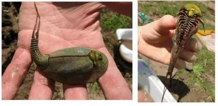 Szczytno (limba latină: