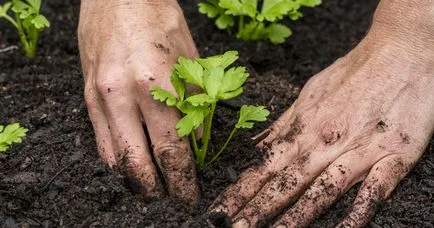 Telina - cultivarea semințelor, de plantare și îngrijire (semințe) Telina - tot mai mare de semințe, de plantare și îngrijire