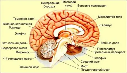 Glanda pineală sau epifiza - ceea ce este și rolul său în viața umană