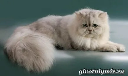 pisică chinchilla de argint