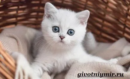 pisică chinchilla de argint