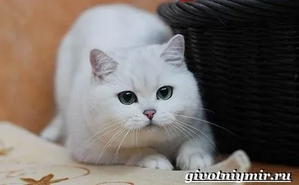 pisică chinchilla de argint