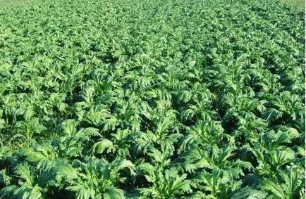 Culturile de cereale, legume și culturi industriale