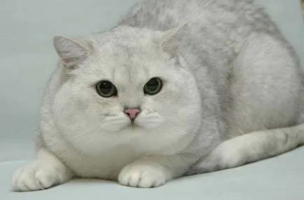 Chinchilla (pisică), descriere rasa, caracter, reale (foto și video) (cat) Chinchilla (pisică), descriere rasa, caracter, reale (foto și video)