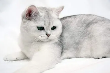 Chinchilla (pisică), descriere rasa, caracter, reale (foto și video) (cat) Chinchilla (pisică), descriere rasa, caracter, reale (foto și video)