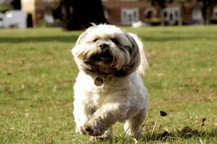 Shih Tzu câine Descriere rasa cu fotografii, ce fel de caracter, comentarii