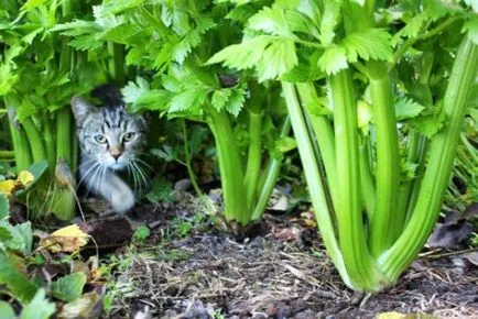Telina - cultivarea semințelor, de plantare și îngrijire (semințe) Telina - tot mai mare de semințe, de plantare și îngrijire