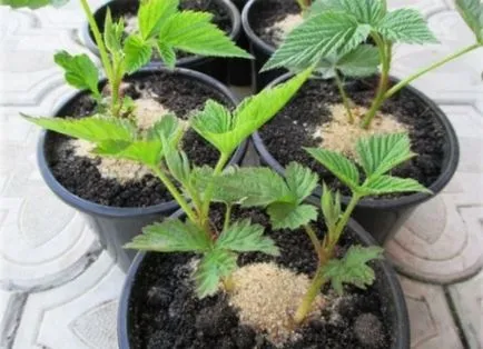 Stam zmeură - plantare și îngrijire, soiuri de zmeur