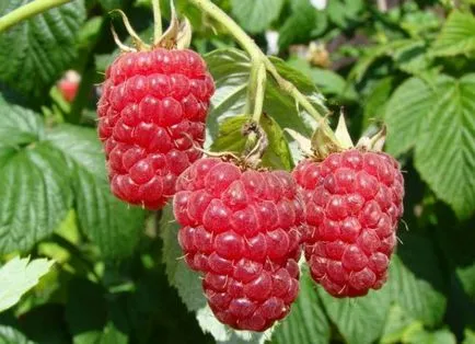 Stam zmeură - plantare și îngrijire, soiuri de zmeur