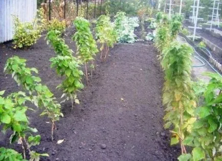 Stam zmeură - plantare și îngrijire, soiuri de zmeur