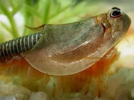 Bariera (triopsidae)