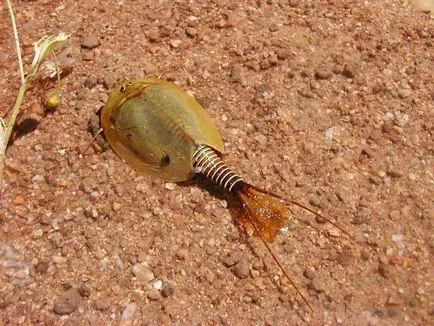 Bariera (triopsidae)