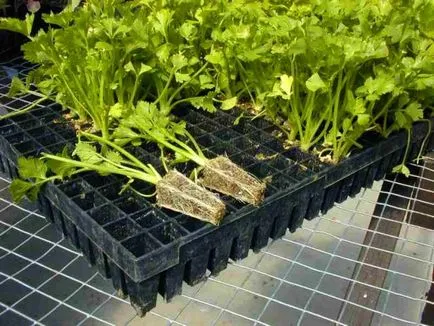 Telina - cultivarea semințelor, de plantare și îngrijire (semințe) Telina - tot mai mare de semințe, de plantare și îngrijire