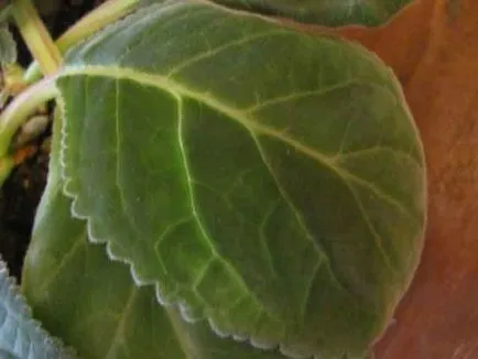 insecte Scala de pe plante de interior și cum să lupte împotriva lor