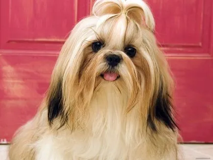 Shih Tzu sau câine imparati fotografie și rasa descriere