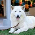 Câini pentru protecția casei private și de familie, țară, apartamente, copii, cel mai bun și ce rasa (a casei) Câini pentru protecția casei private și de familie, țară, apartamente, copii, cel mai bun și ce rasa