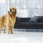 Câini pentru protecția casei private și de familie, țară, apartamente, copii, cel mai bun și ce rasa (a casei) Câini pentru protecția casei private și de familie, țară, apartamente, copii, cel mai bun și ce rasa