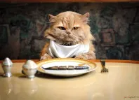 De câte ori pe zi pentru a hrăni pisica (alimente) De câte ori pe zi pentru a hrăni pisica