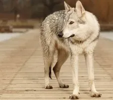 câine Volkosob descriere rasă, fotografii, cățeluși preț comentarii